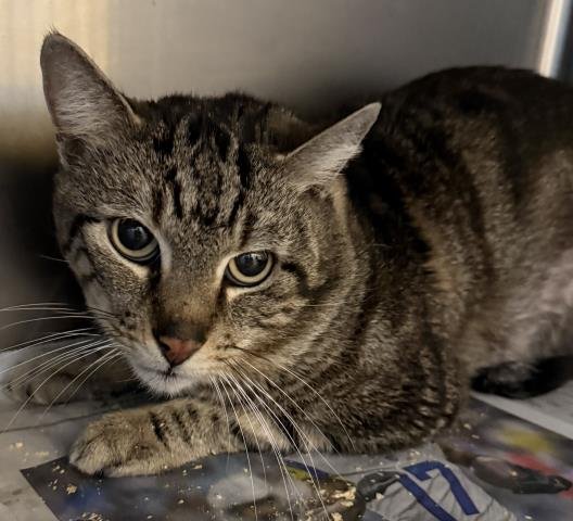 MCDONALD - Domestic Medium Hair available for adoption