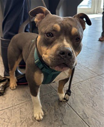 CANELO - Pit Bull Terrier available for adoption