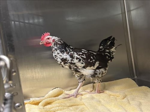 JELLY BEAN - Chicken available for adoption