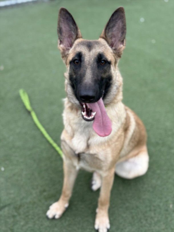 JAMIE - German Shepherd Dog available for adoption
