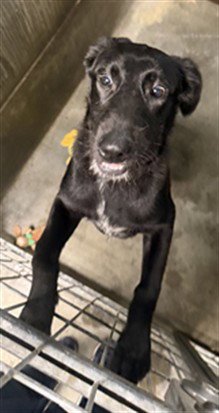 TOKO - Tibetan Terrier available for adoption