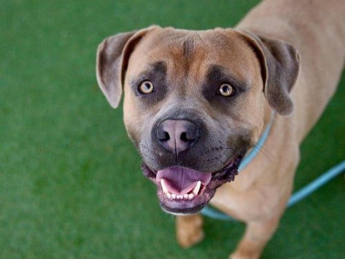 ONYX - Mastiff available for adoption