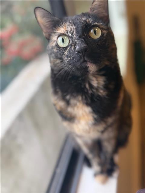 MANA - Domestic Short Hair available for adoption