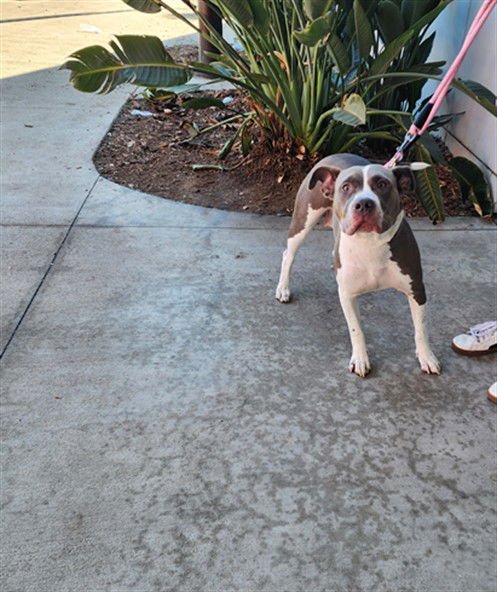 SAPPHIRE - Staffordshire Bull Terrier available for adoption