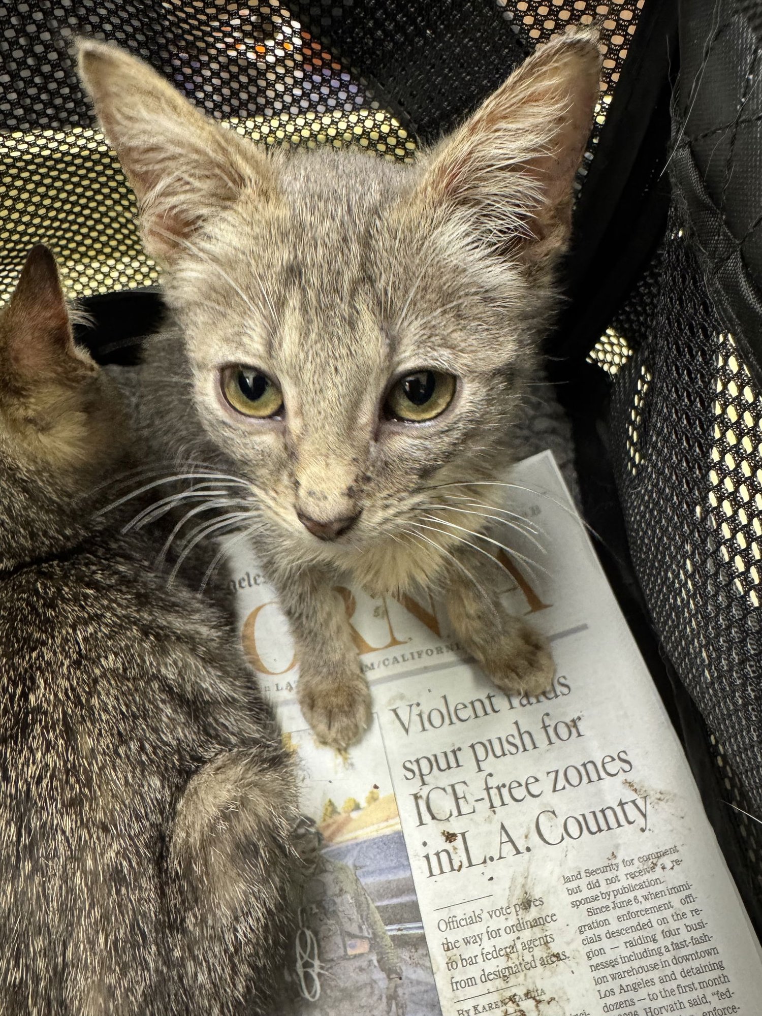 BURRITO - Domestic Short Hair available for adoption