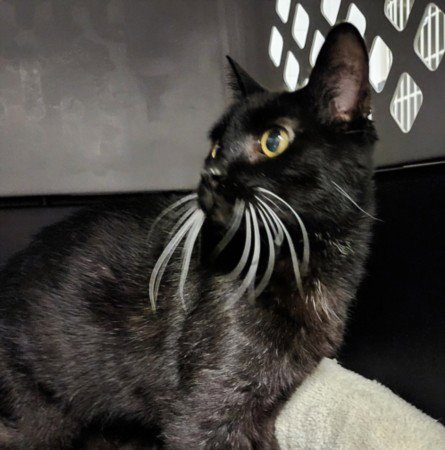 ISIS - Domestic Short Hair available for adoption