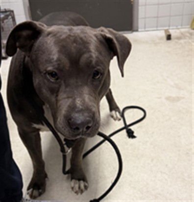 MERCEDES - Pit Bull Terrier available for adoption