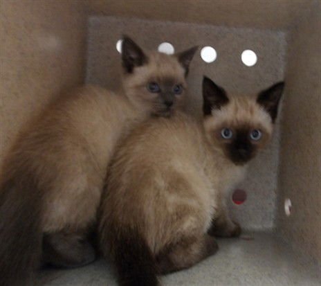 VALENTINO - Domestic Short Hair available for adoption