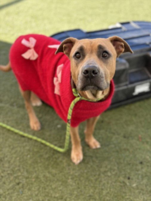 GRACIE - Pit Bull Terrier available for adoption