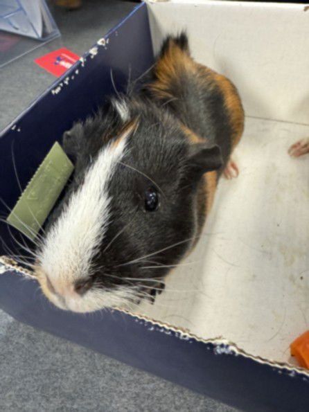 OLIVE - Guinea Pig available for adoption
