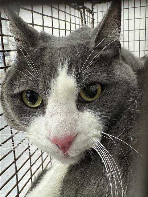 ZEUS - Domestic Medium Hair available for adoption