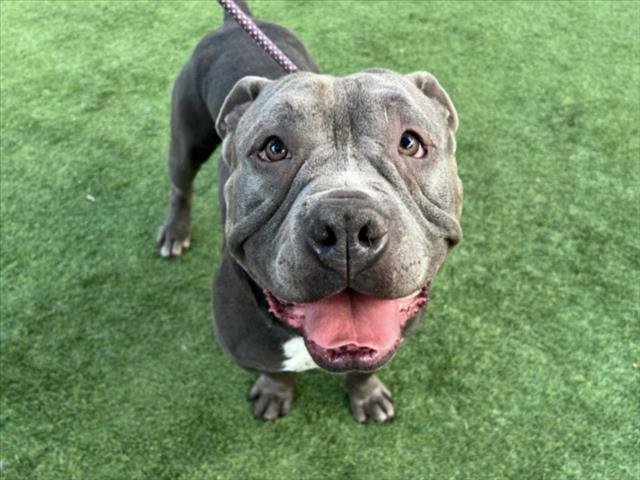 BLUE - Pit Bull Terrier available for adoption