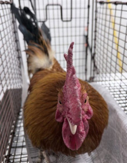 A2251475 - Chicken available for adoption