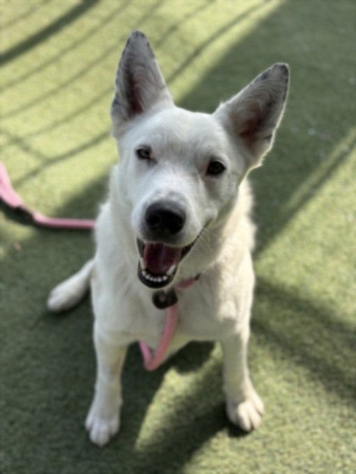 OCHITO - German Shepherd Dog available for adoption