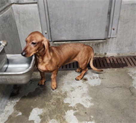 BLOSSOM - Dachshund available for adoption