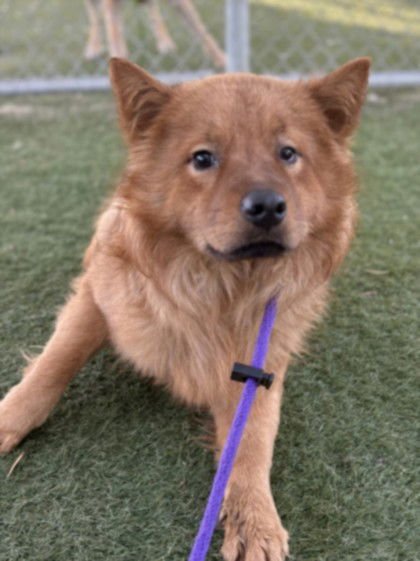 BUCK - Chow Chow available for adoption