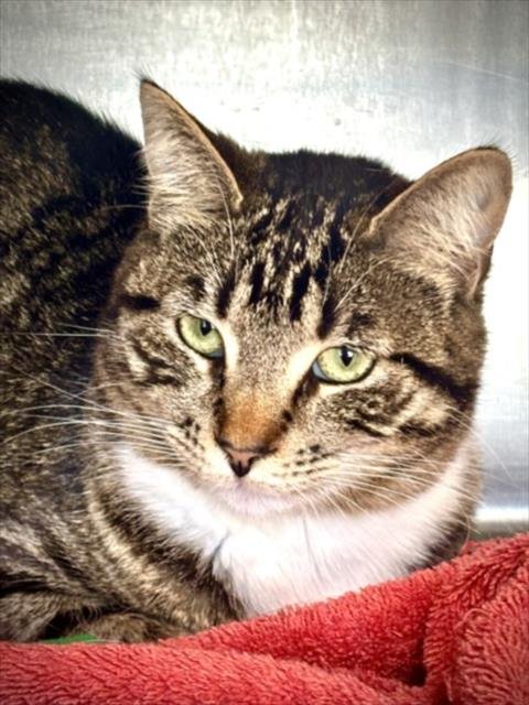 KASPER - Domestic Short Hair available for adoption
