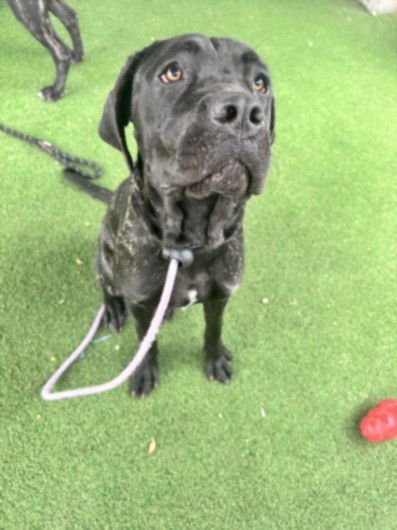 TERRA - Cane Corso Mastiff available for adoption