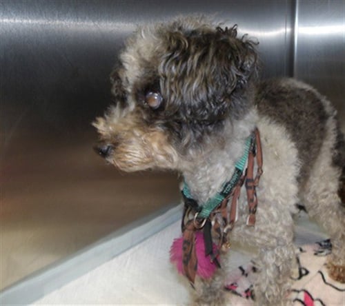 RARI - Poodle (Miniature) available for adoption