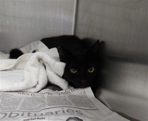 MARY - Domestic Short Hair available for adoption