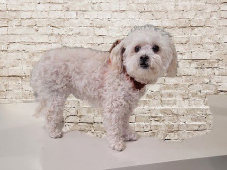 TINA - Maltese available for adoption