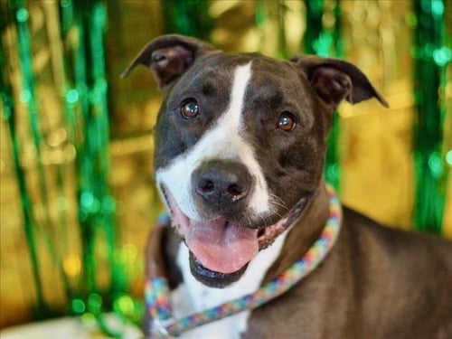 COLBIE - Pit Bull Terrier available for adoption