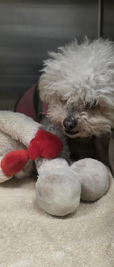 BETTY - Maltese available for adoption