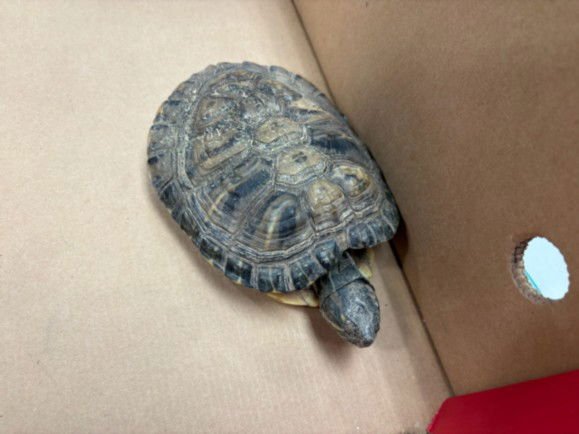 MICHAELANGELO - Turtle available for adoption