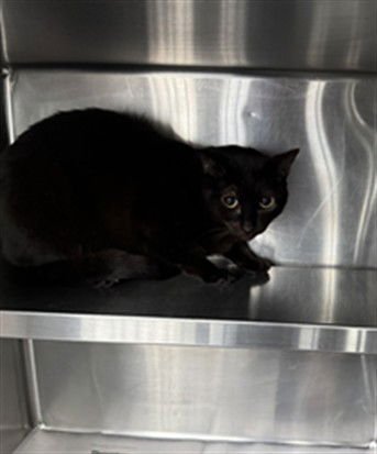 MOON - Domestic Short Hair available for adoption