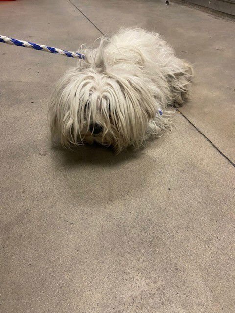 BONNIE - Maltese available for adoption