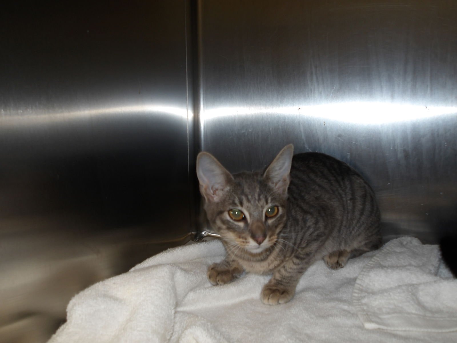 SAM - Domestic Short Hair available for adoption