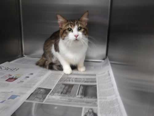 EINSTINE - Domestic Short Hair available for adoption