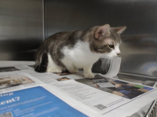 MR. CHILL - Domestic Short Hair available for adoption