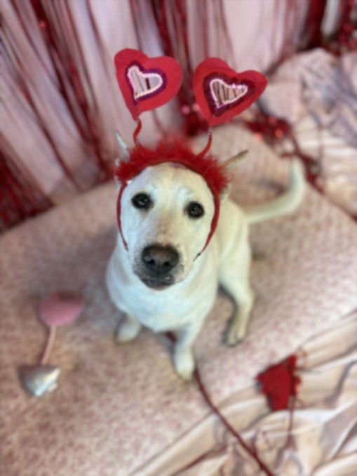 DELLA REY - German Shepherd Dog / Pembroke Welsh Corgi available for adoption