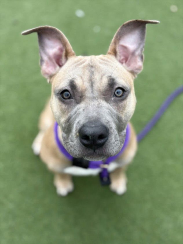 IVY QUEEN - Labrador Retriever available for adoption