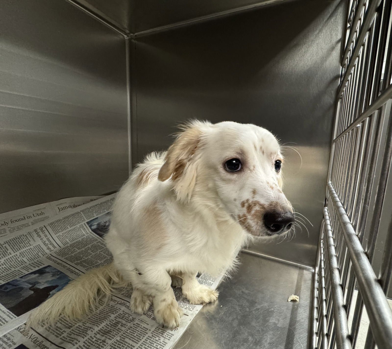 BENTLEY - Chihuahua available for adoption