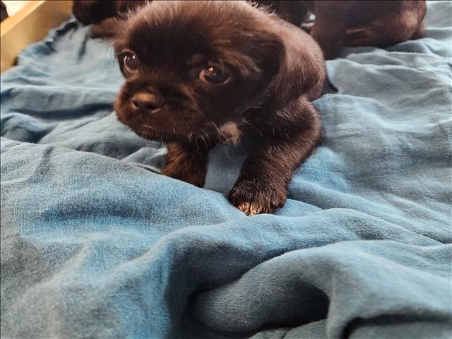 ONYX - Pug / Maltese available for adoption