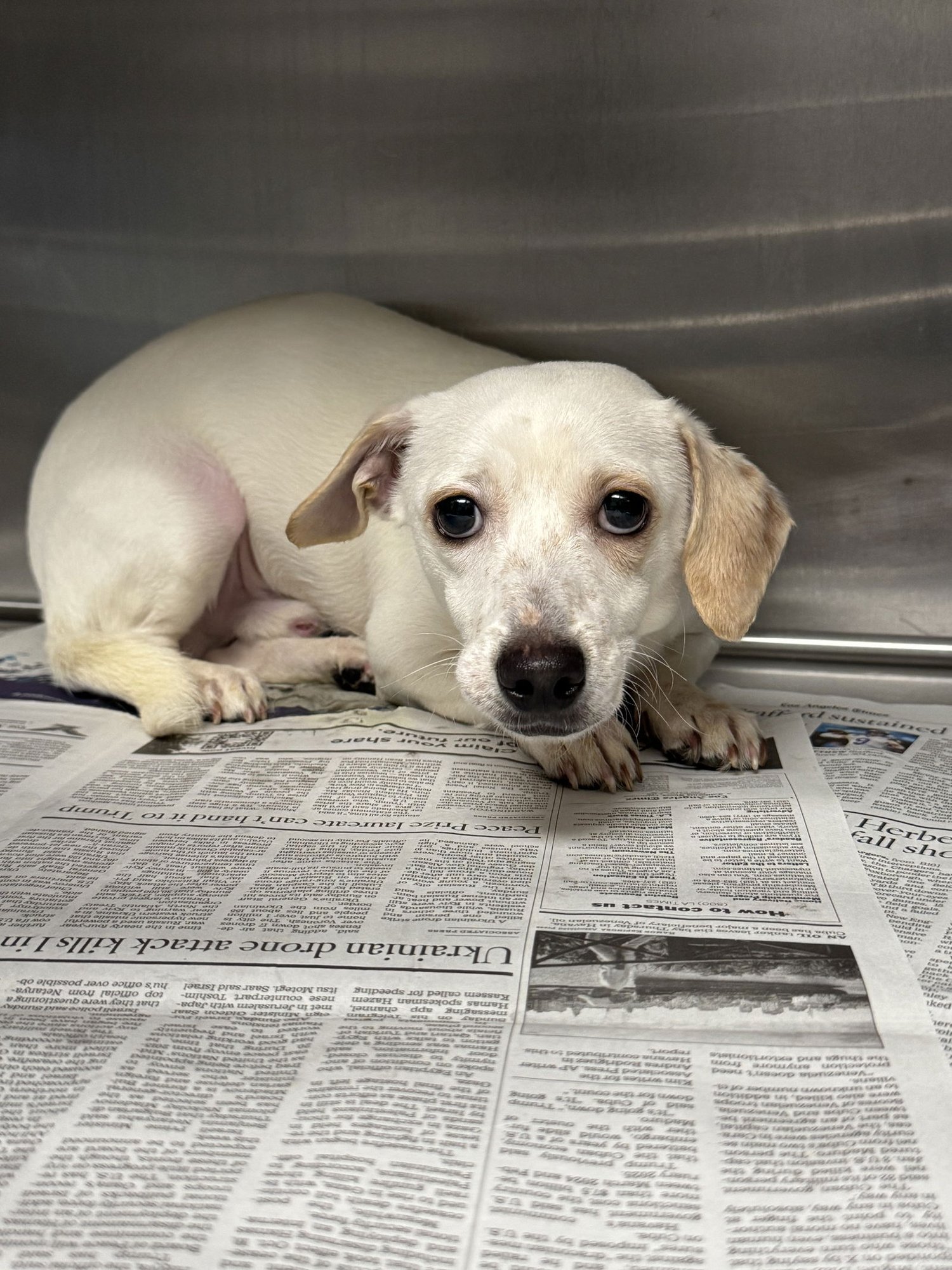 BAILEY KINS - Chihuahua available for adoption