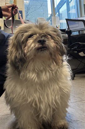 SARI ROSE - Shih Tzu available for adoption