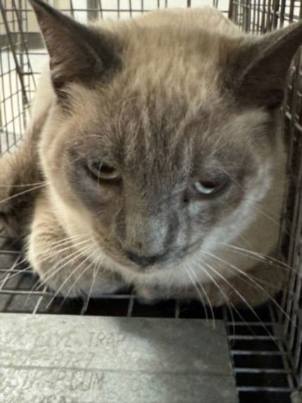 OLLIE - Domestic Short Hair available for adoption