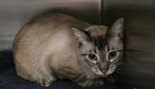 HOWL - Domestic Short Hair available for adoption
