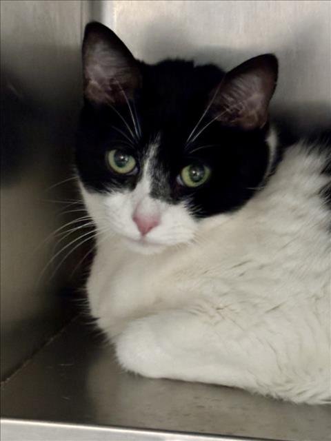 SKY - Domestic Short Hair available for adoption