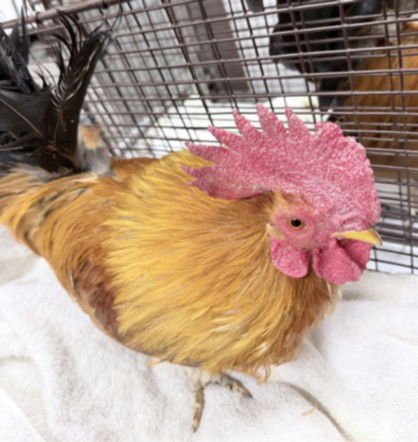 A2251479 - Chicken available for adoption