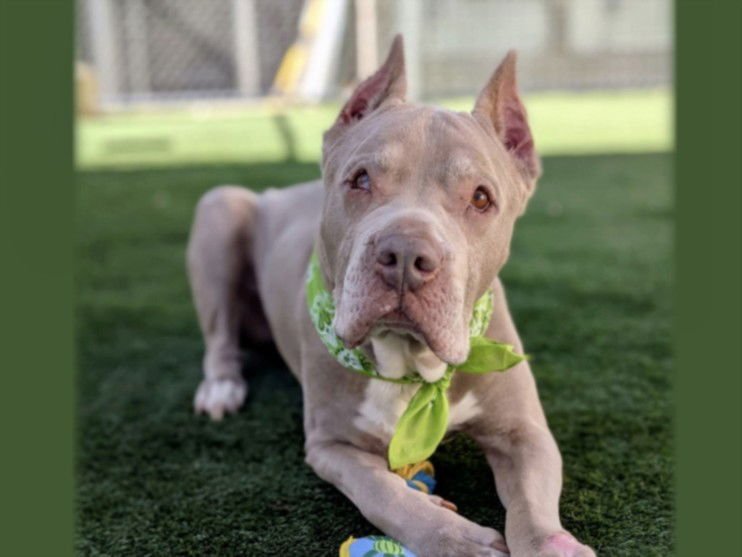 TANK - Pit Bull Terrier available for adoption