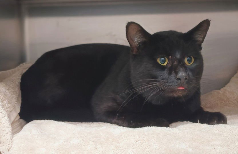 ISIAH - Domestic Short Hair available for adoption