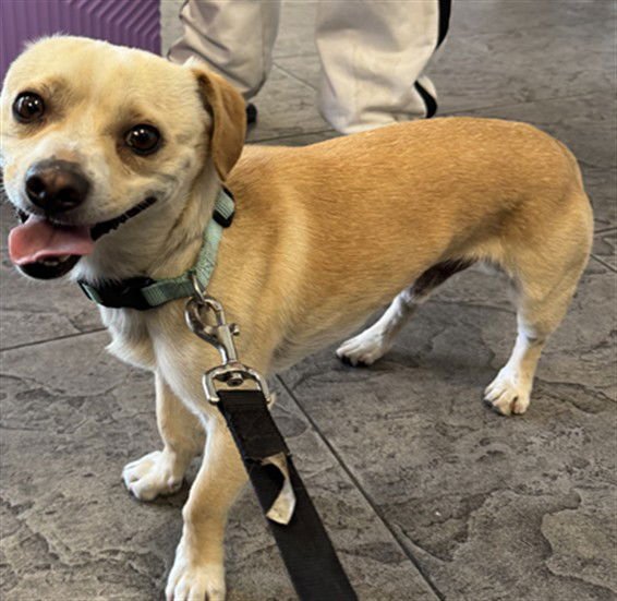 OZZY - Chihuahua available for adoption