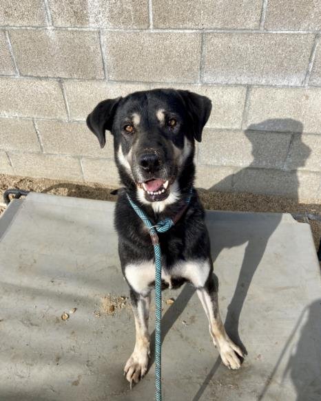 KOBE - German Shepherd Dog available for adoption