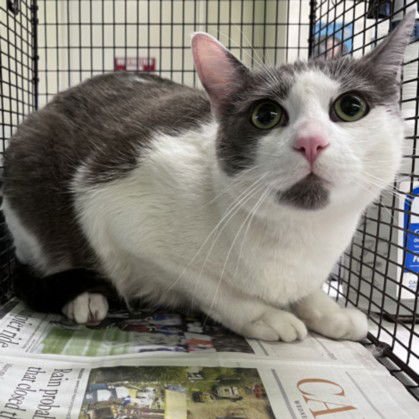 TOM - Domestic Short Hair available for adoption