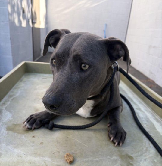 WILLA - Pit Bull Terrier available for adoption