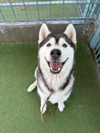 ZORRO - Photo 1